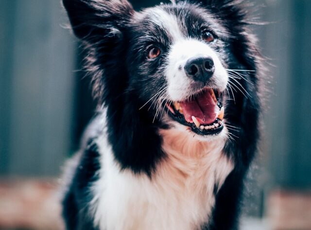 Dlaczego introwertycy lepiej dogadują się z psami niż z ludźmi?